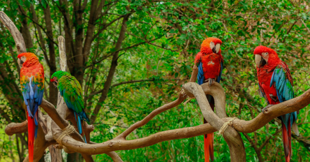 Venezuelan parrots